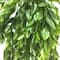Hanging Ruscus Bush by Ashland®